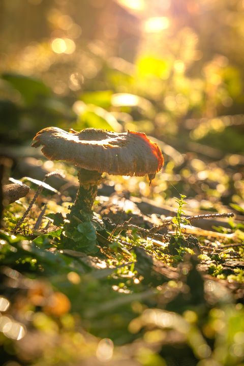 Pilz im Schwarzwald