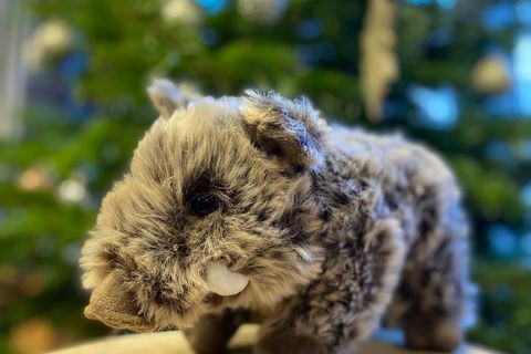 Wildschwein