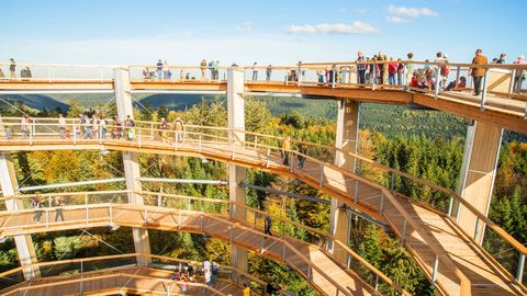 Treetop Walk