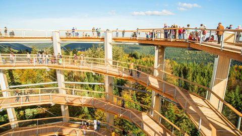 Treetop walk