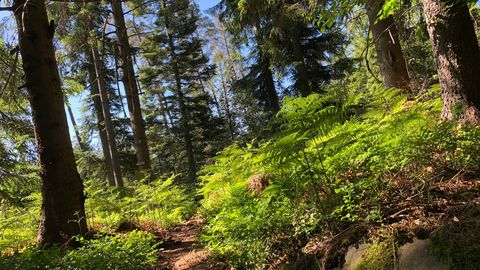 Wandern