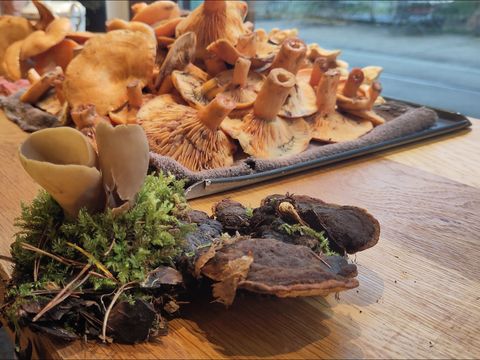 Pilzpauschale_Wild auf Pilz
