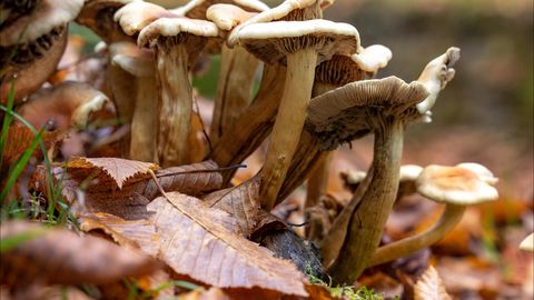 Pilze