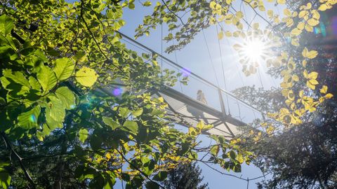 WILDLINE Suspension Bridge