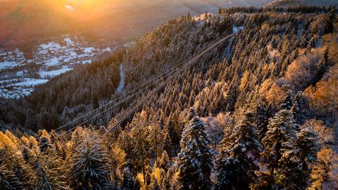 Winter WILDLINE