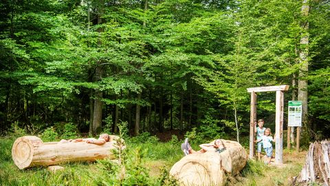 Waldbadezimmer Sommerberg