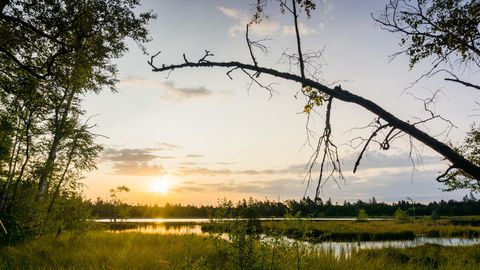 Wildseemoor