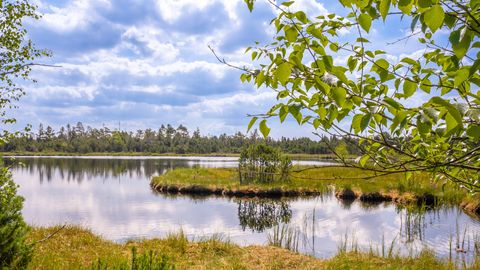 Hochmoor Kaltenbronn