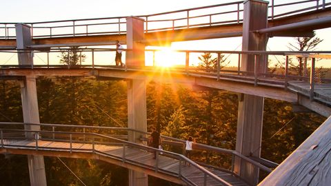 Treetop Walk Black Forest