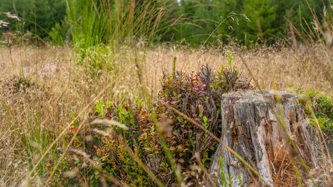 Wald