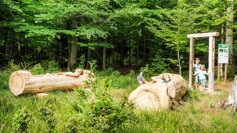 Forest bathing