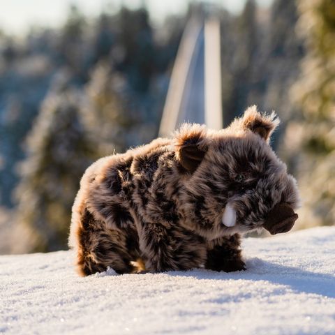 Plüsch Wildschwein