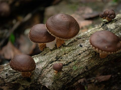 Heidemaries Heilpilz Wissen