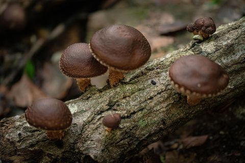 Heidemaries Heilpilz Wissen