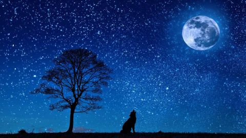 Vollmond Wolf