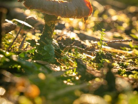 Pilz im Schwarzwald
