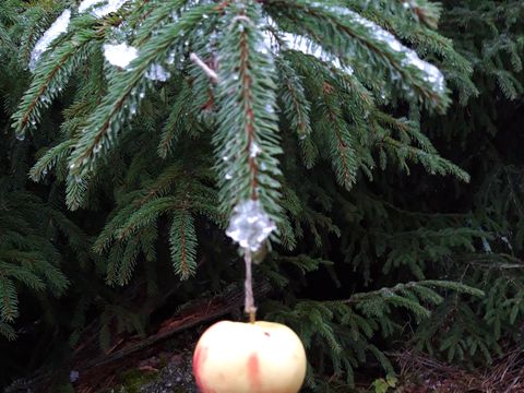 Winter im Wald