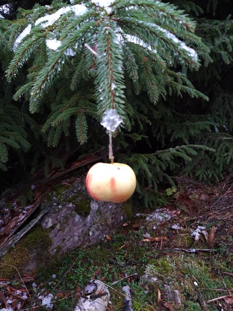 Winter im Wald