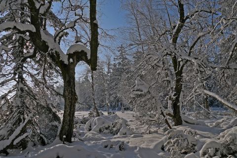 Zauberhafter Advent